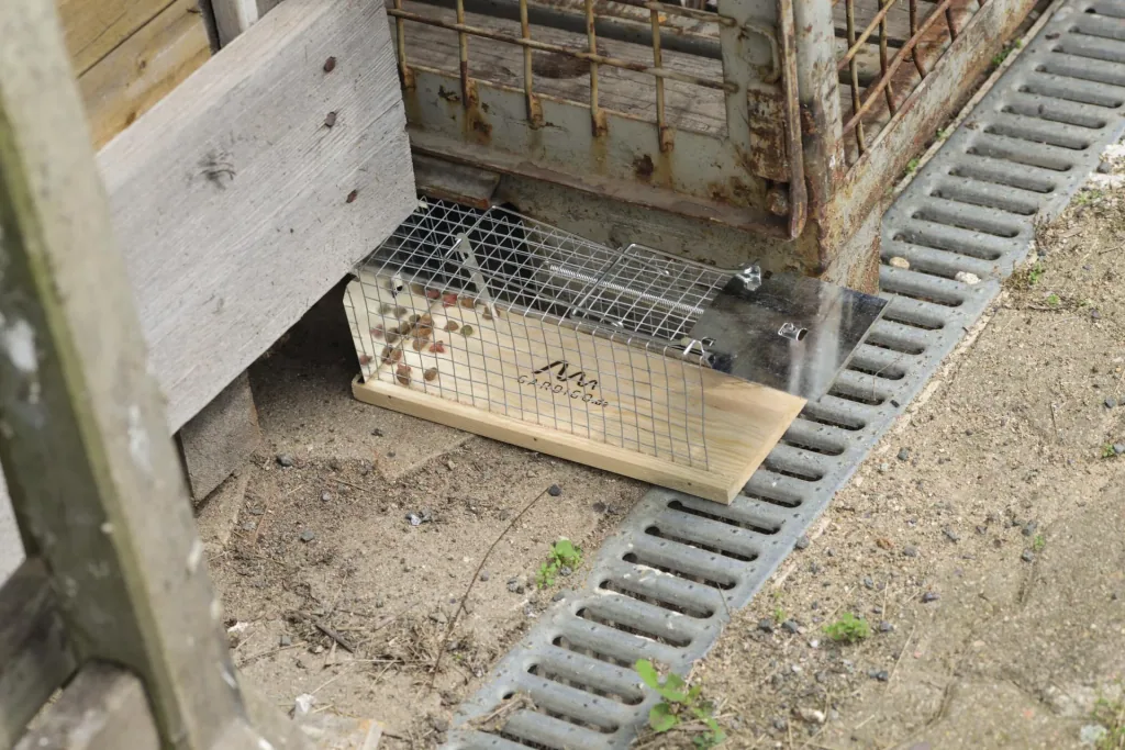 Rat live trap cage