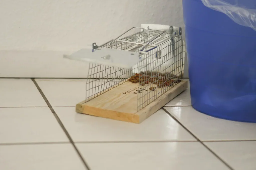 Rat live trap cage