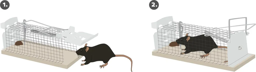 Rat live trap cage