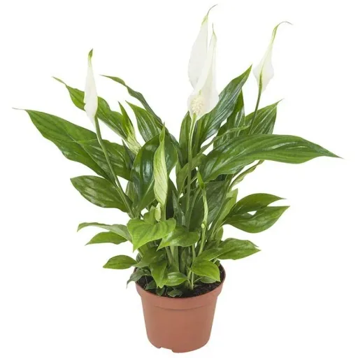 Bloem-up Air-Purifying Houseplants - Mix Set - 25 - 45 cm - 5 pieces