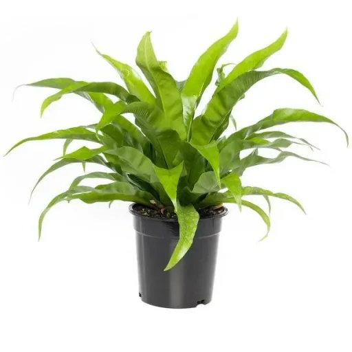 Bloem-up Air-Purifying Houseplants - Mix Set - 25 - 45 cm - 5 pieces