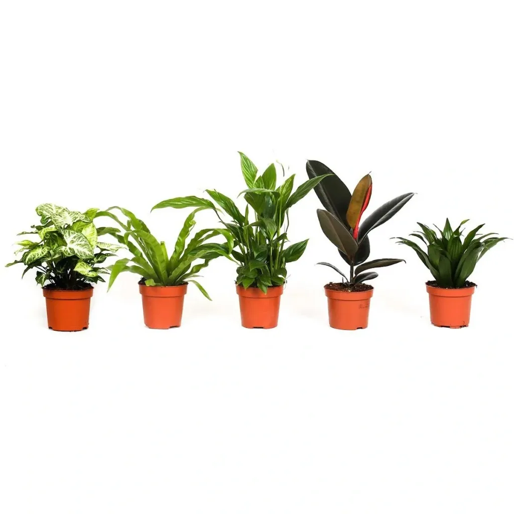 Bloem-up Air-Purifying Houseplants - Mix Set - 25 - 45 cm - 5 pieces