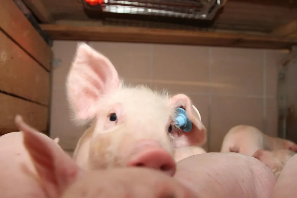 SunnyBoy radiant heater 100 watts