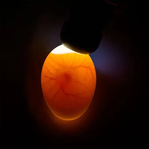 Cant lamp Powerlux with high-performance LED