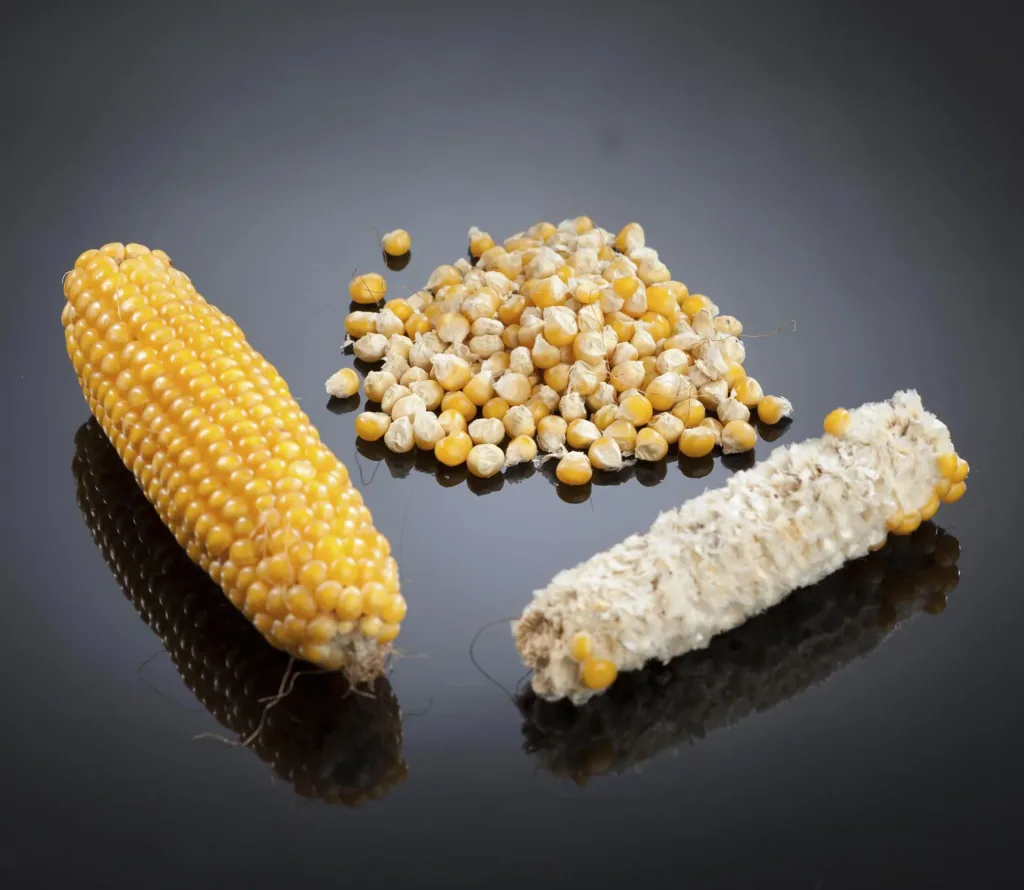 Corn ginning machine, hand-operated - indispensable for hunters and poultry farmers