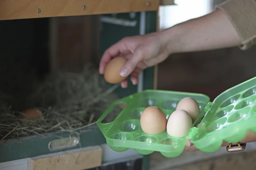 Egg transport box