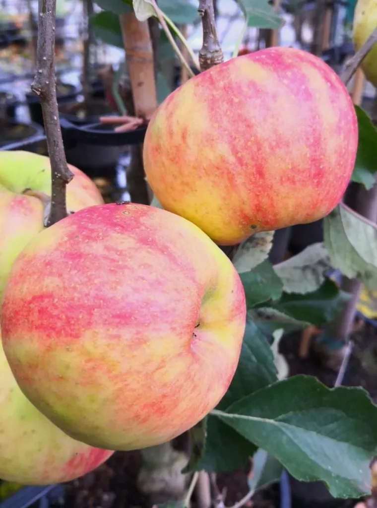 Apple "Carnival", bush, in a 10L container