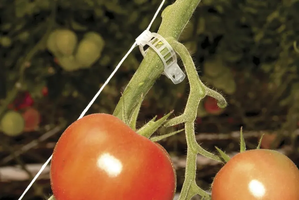 Tomato trellis kit for plastic greenhouses