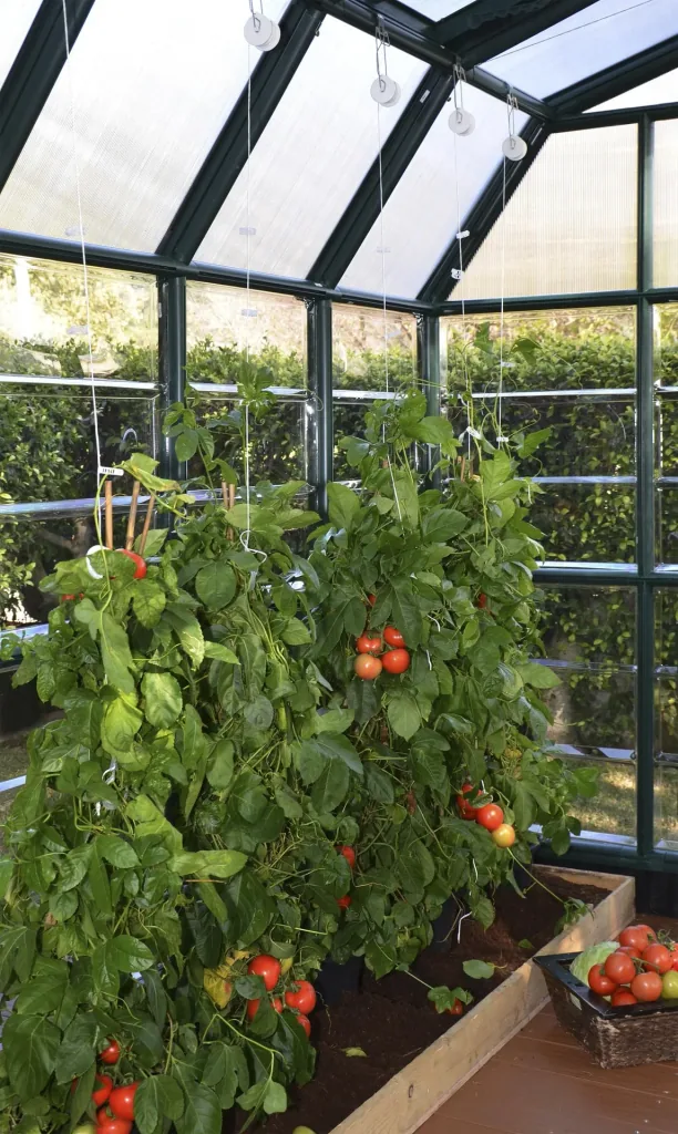 Tomato trellis kit for plastic greenhouses