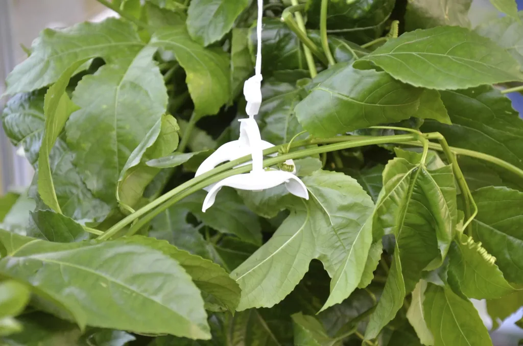 Tomato trellis kit for plastic greenhouses