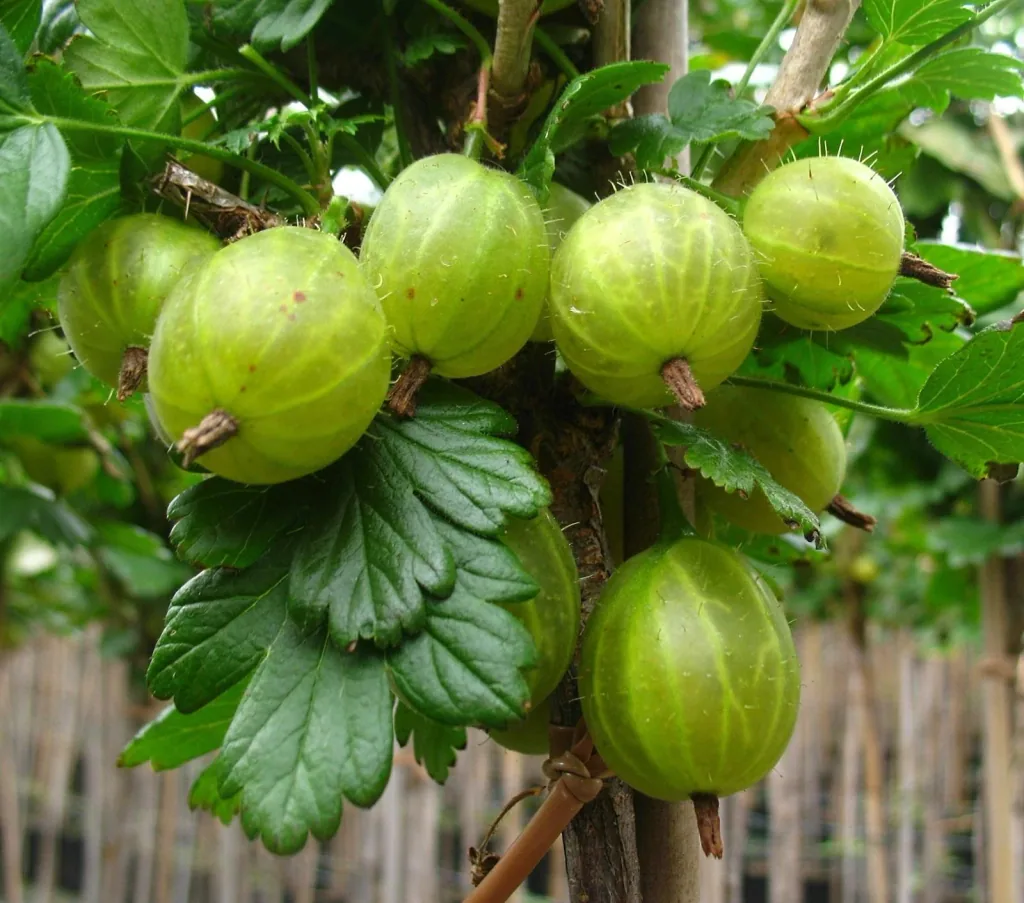 Gooseberry white "Invicta" foot trunk, in 4L container