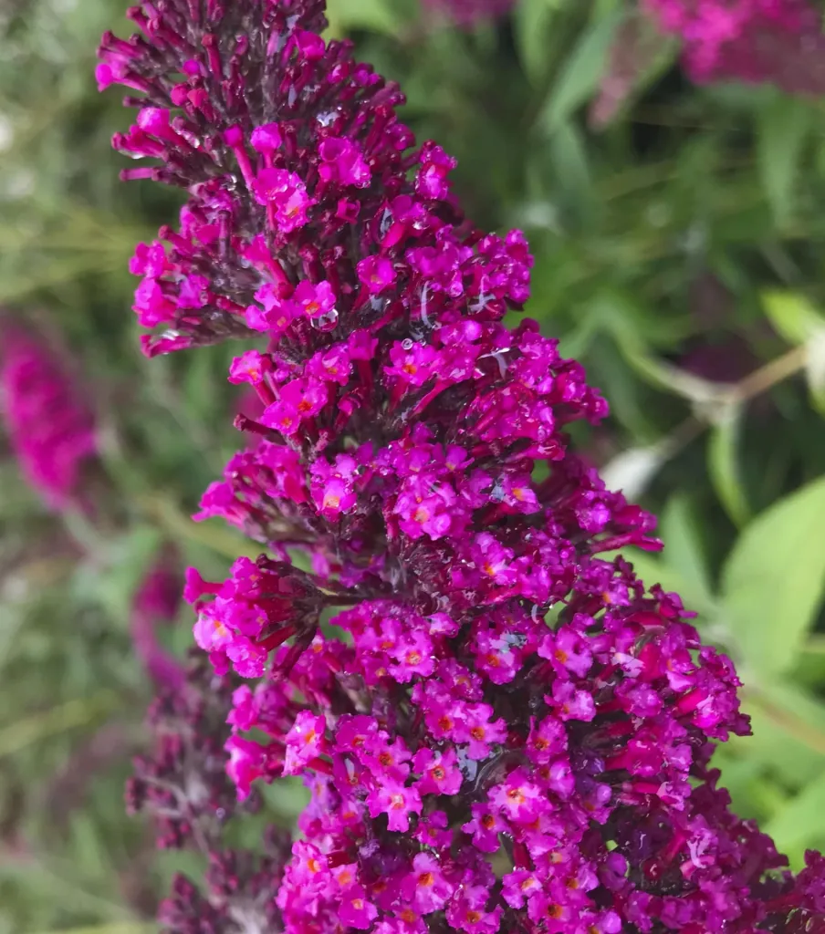 Dwarf Buddleia Buzz Wine (burgundy red) - Buddleja davidii - 7 L pot