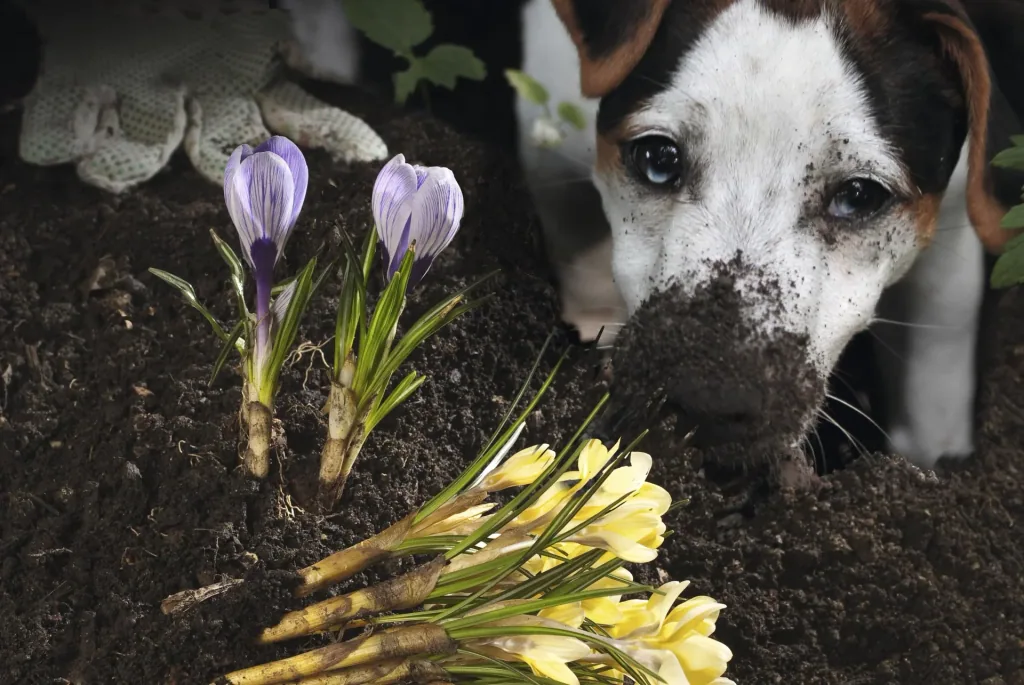 Solar dog and cat repellent