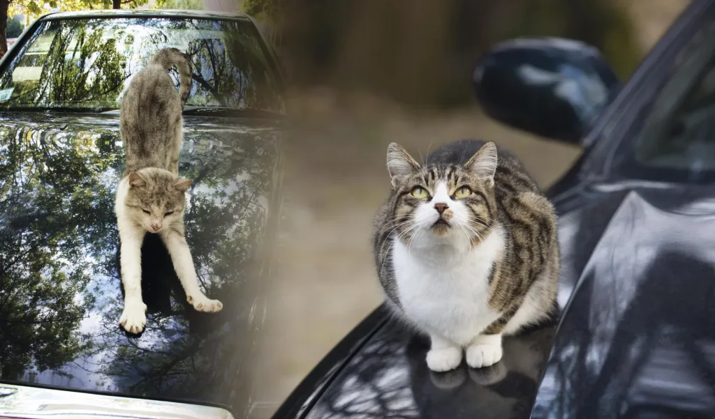 Solar dog and cat repellent