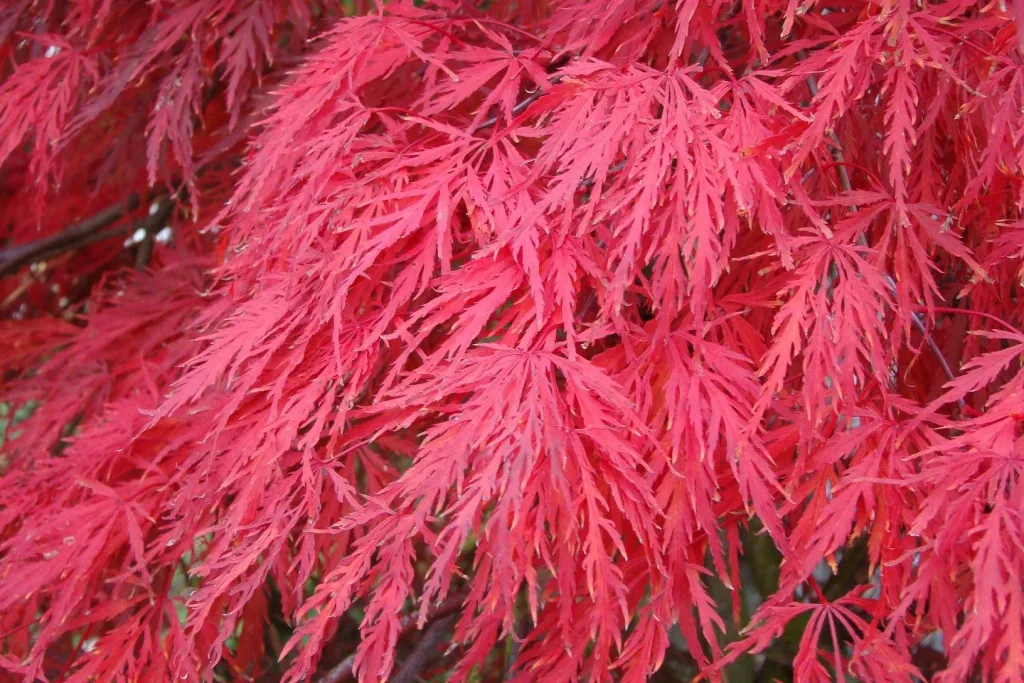 Cut-leaf maple dark red Garnet - Acer palmatum - 4 L pot 30-40 cm
