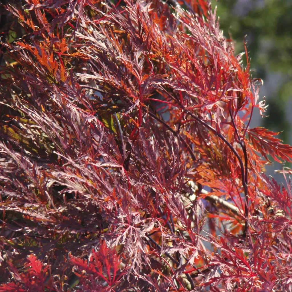 Cut-leaf maple dark red Garnet - Acer palmatum - 4 L pot 30-40 cm