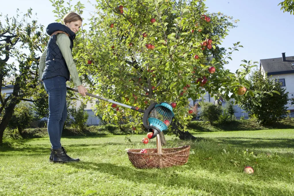 Combisystem roller collector for apples and fruit, with scoop function