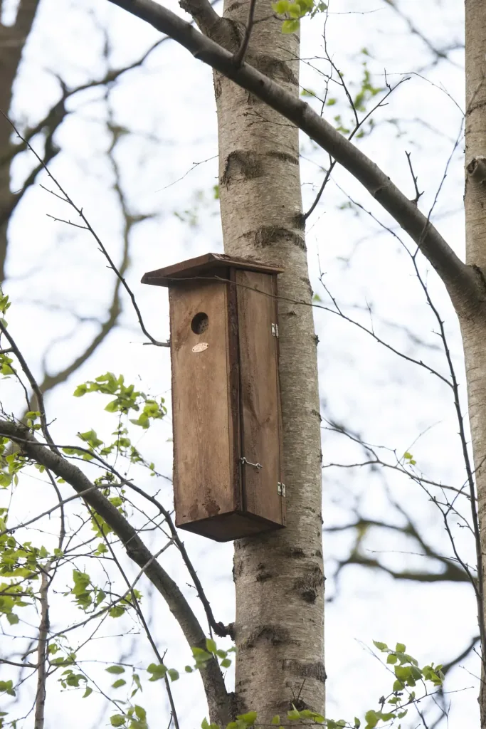 Great Spotted Woodpecker Nesting Box
