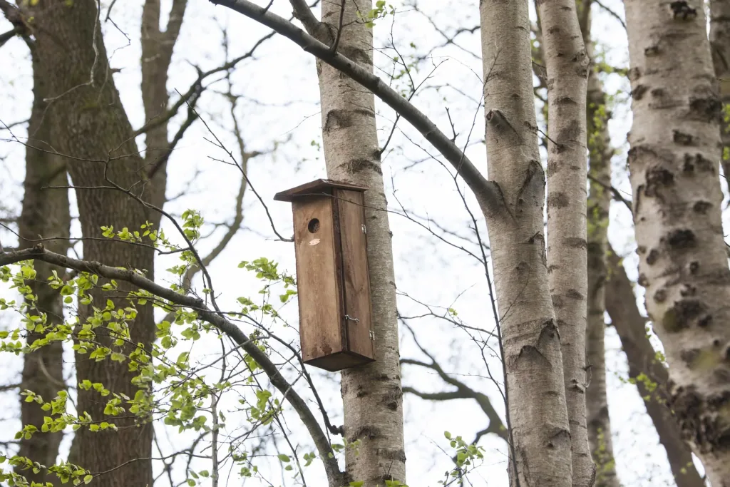 Great Spotted Woodpecker Nesting Box