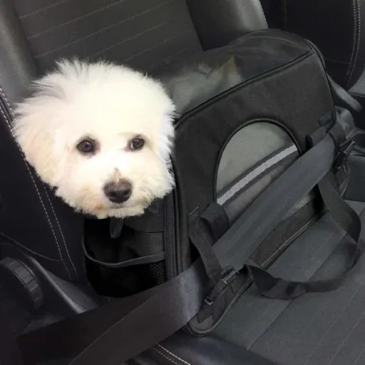 Pets dog carrier bag small