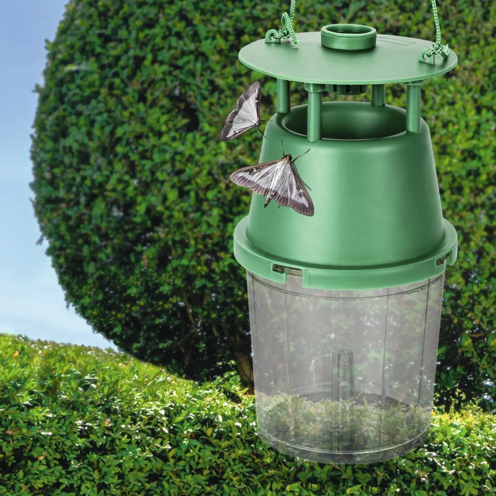 Box tree moth trap including attractant