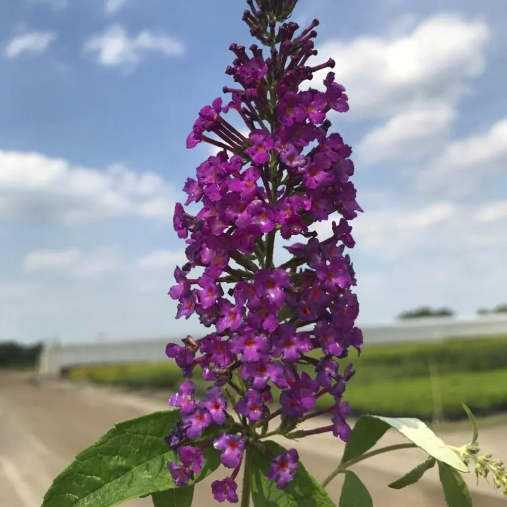 Dwarf Buddleia Buzz Pink Purple (purple) - Buddleja davidii - 7 L pot