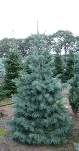 Colorado fir, grey fir, Abies concolor - solitary tree with ball 150-175 cm