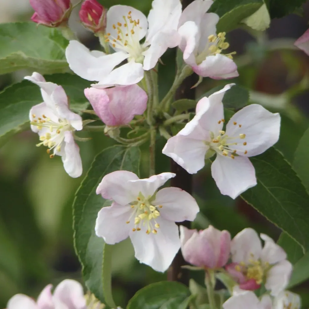 Ornamental Apple Evereste - Malus - Trunk 20 L Pot Trunk height 120 cm