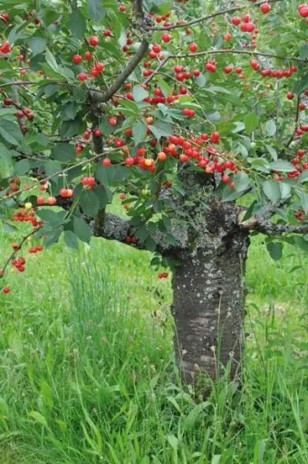 Cherry maggot trap