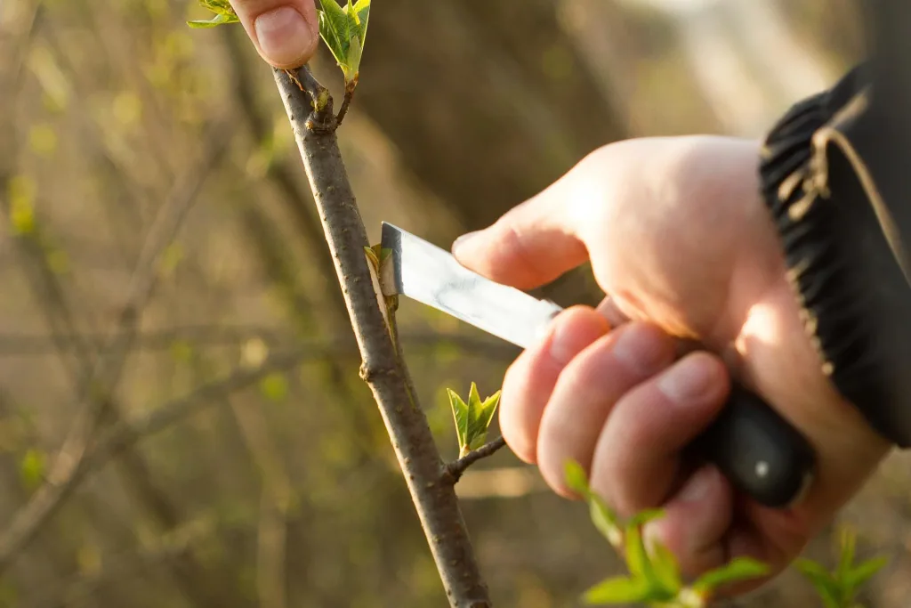 Garden knife - Grafting knife