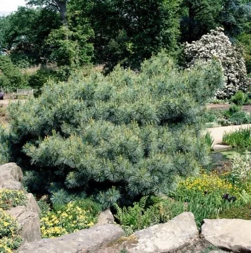 Silk pine, Pinus strobus "Macopin", 7.5 liter pot, 30-40 cm tall