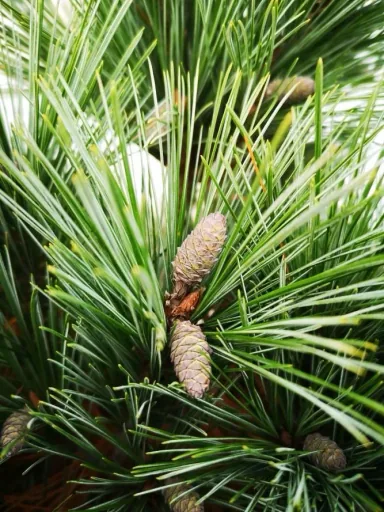 Silk pine, Pinus strobus "Macopin", 7.5 liter pot, 30-40 cm tall
