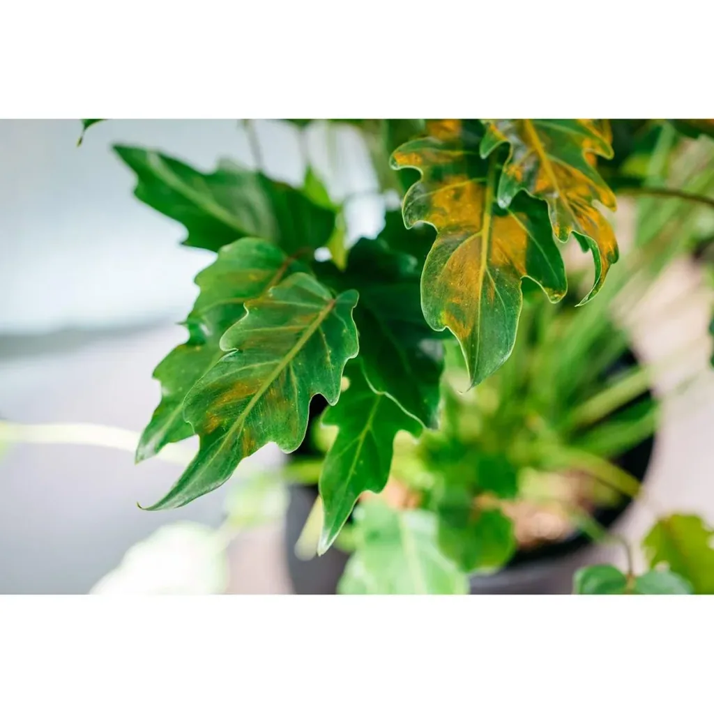 Flowering Philodendron Xanadu Large - 60-70Cm - 1 Piece