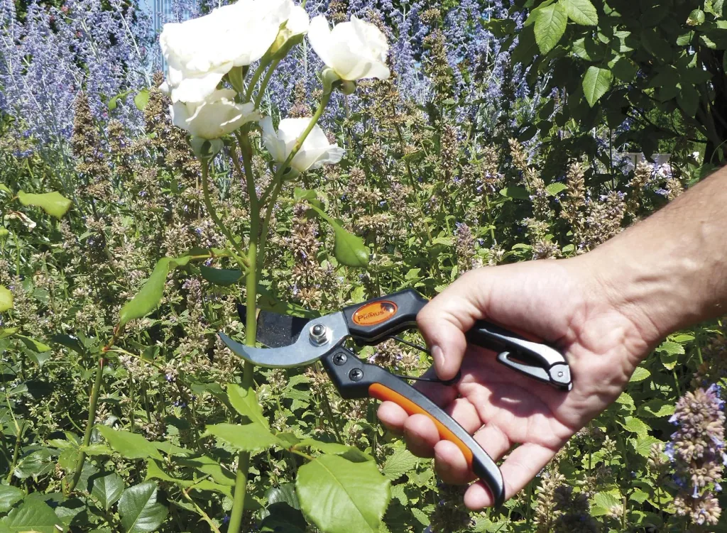 Men's scissors