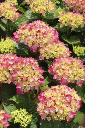 Hydrangea macrophylla red - 7.5 L pot 40-60 cm