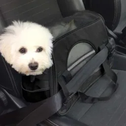 Pets dog carrier bag large