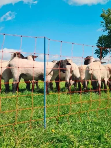 Sheep net OviNet Premium, 50 m, orange, 90 cm, single point