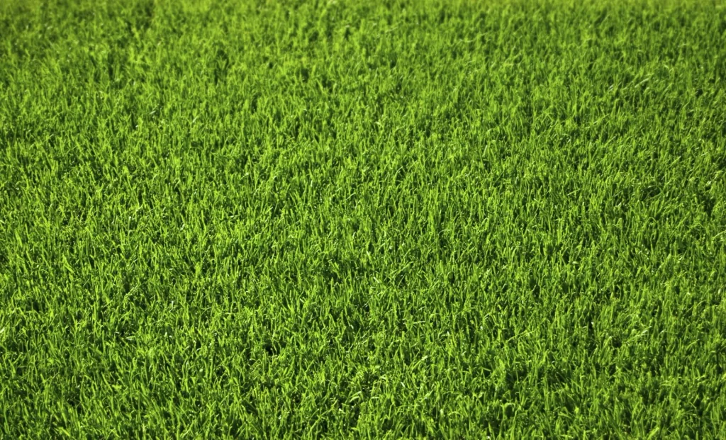 Miracle Repair Lawn, 1 kg