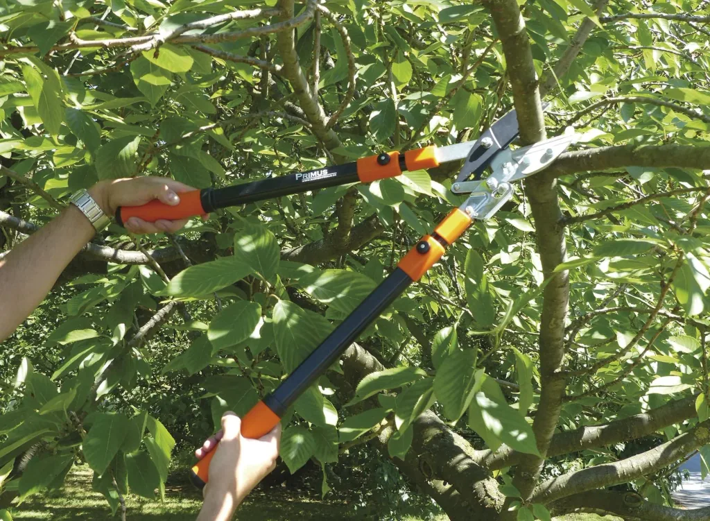 Branch anvil ratchet shears
