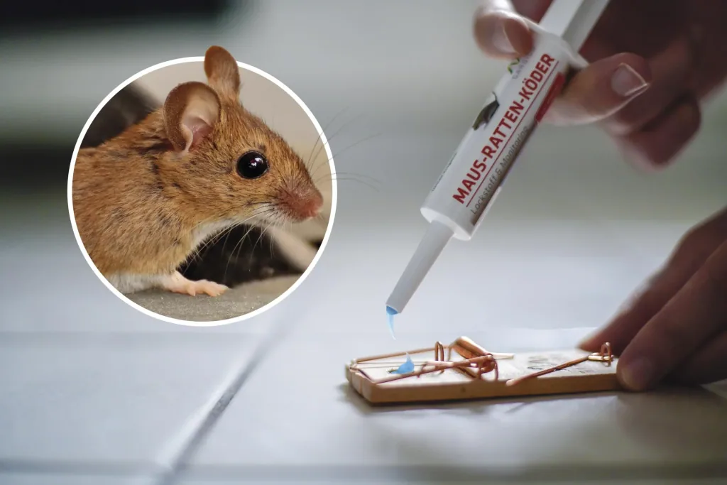 Mice & Rat Bait