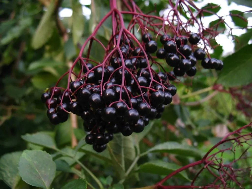 Elderberry "Haschberg", 5L container