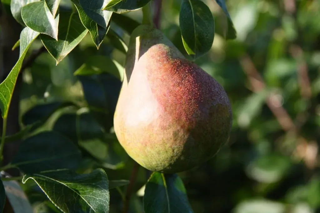 Columnar pear "Decora", 7.5L container, sweet and aromatic, excellent taste