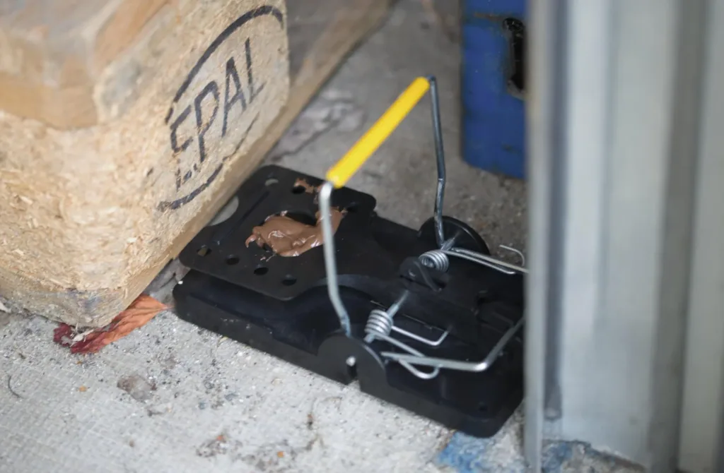 Rat trap set of 5