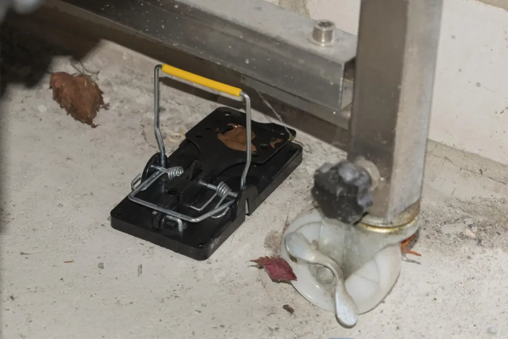 Rat trap set of 5