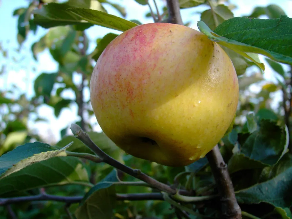 Apple "Idared + Dülmener" 2 varieties on one stem, in a 10L container