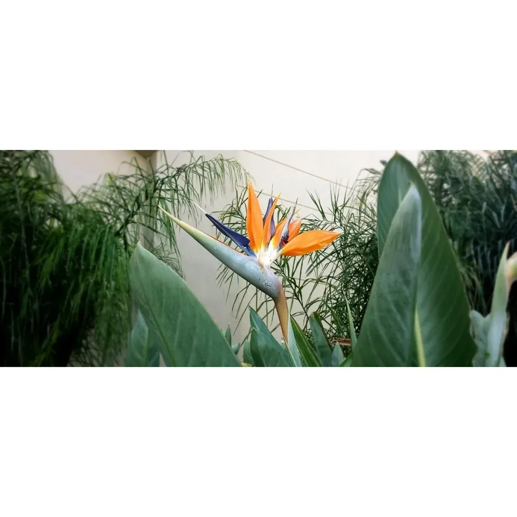 Flower-up Exotic Bird of Paradise Plant - Strelitzia reginae - 3 plants - 25-38cm - for indoor and outdoor use