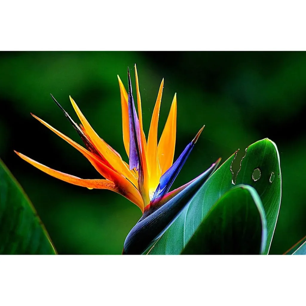 Flower-up Exotic Bird of Paradise Plant - Strelitzia reginae - 3 plants - 25-38cm - for indoor and outdoor use