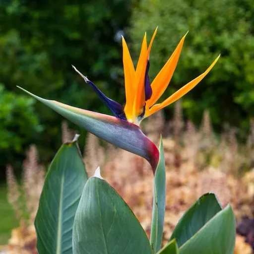 Flower-up Exotic Bird of Paradise Plant - Strelitzia reginae - 3 plants - 25-38cm - for indoor and outdoor use