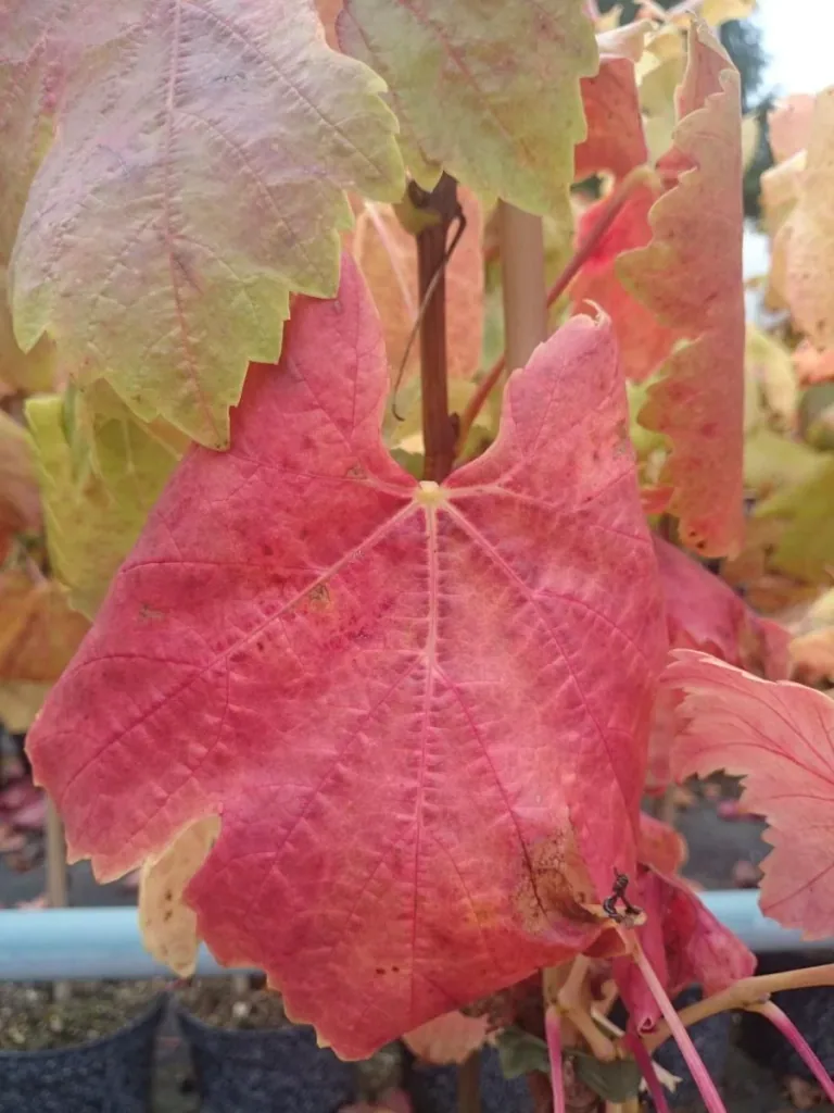 Weinrebe "Kourgan Rose", 3,5L-Container