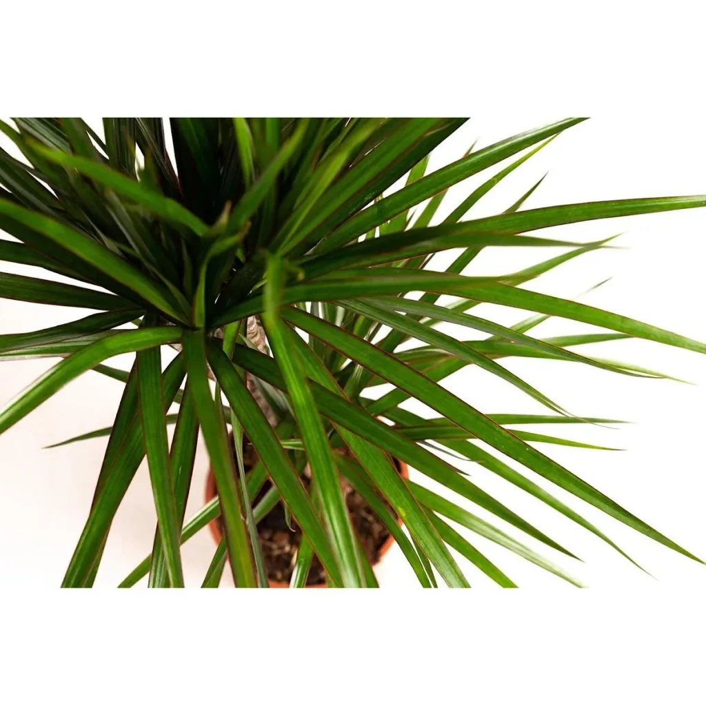 Blooming Dragon Tree - Dracaena Marginata - Large - 75-80cm - 1 piece